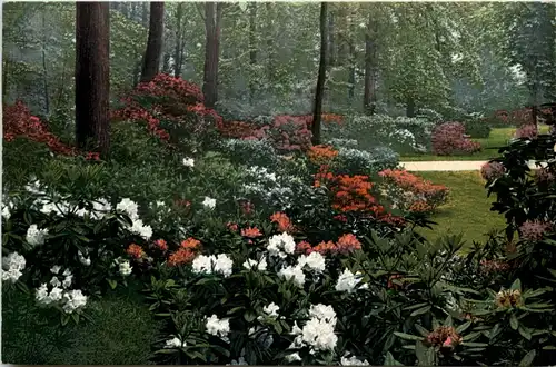 Dresden, Kgl. Grosser Garten, Rhododendronhain -537026