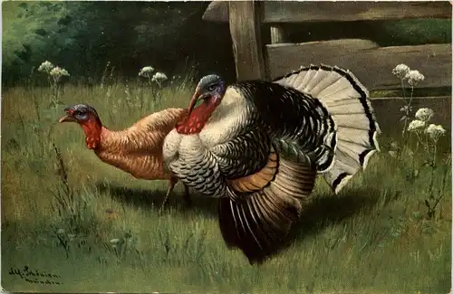 Truthahn- Turkey -656546