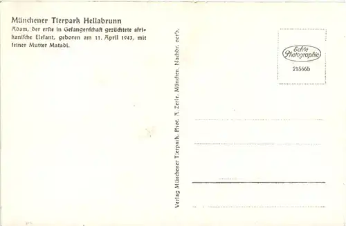 München - Tierpark Hellabrunn - Elefant Adam -656676