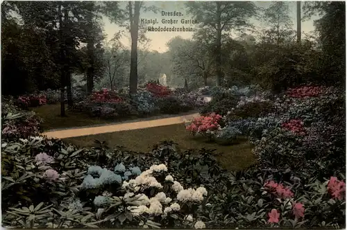 Dresden, Kgl. Grosser Garten, Rhododendronhain -537988