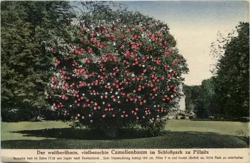 Dresden, Pillnitz, Camelienbaum im Schlosspark -537636