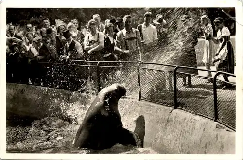 München Tierpark Hellabrunn - Walross Mimi -656672