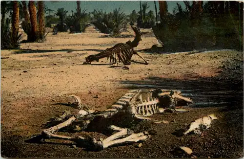 Marocco - Dans le Sud -658640