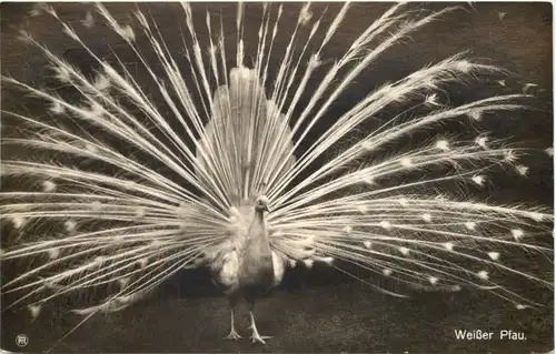 Vogel - Weisser Pfau -662124