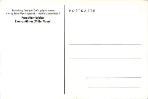 Vogel Hühner -662164