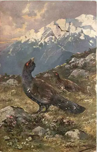 Vogel - Auerhahn -662204