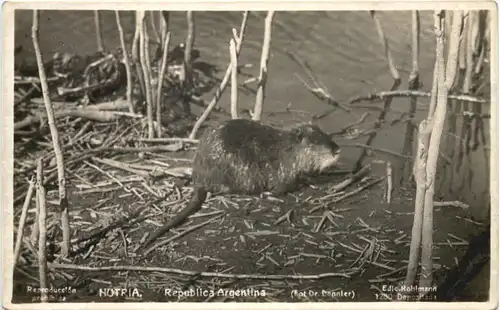 Argentina - Hutria -662244