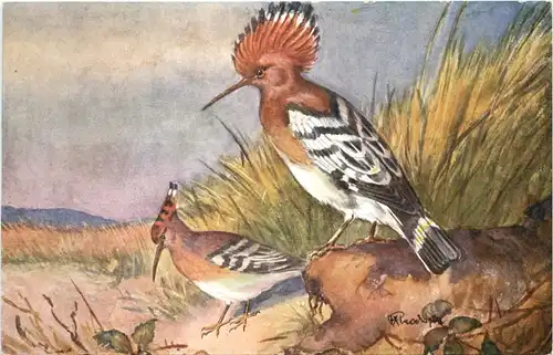 Vogel - Upupa epops -662120