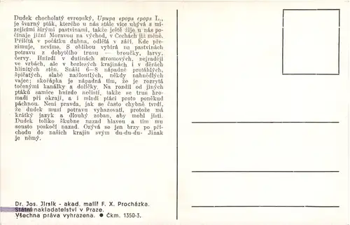 Vogel - Upupa epops -662120