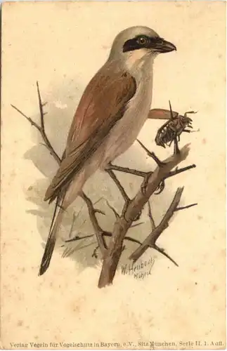 Vogel - Rotrückiger Würger -662110