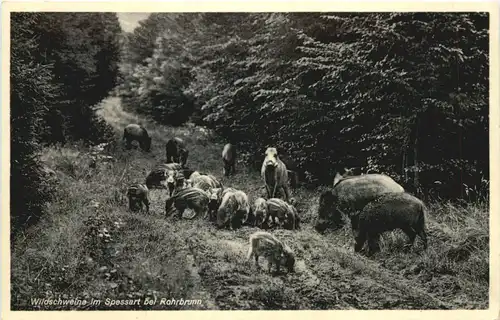 Wildschweine im Spessart bei Rohrbrunn -662284