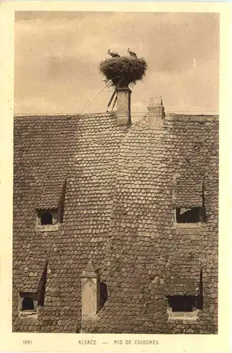 Vogel - Storch - Alsace -662134