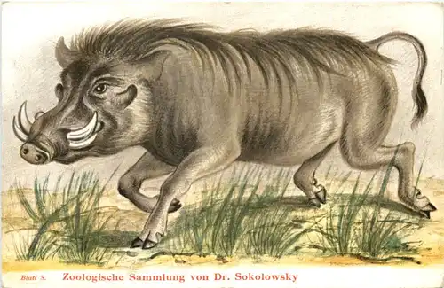 Warzenschwein -662304