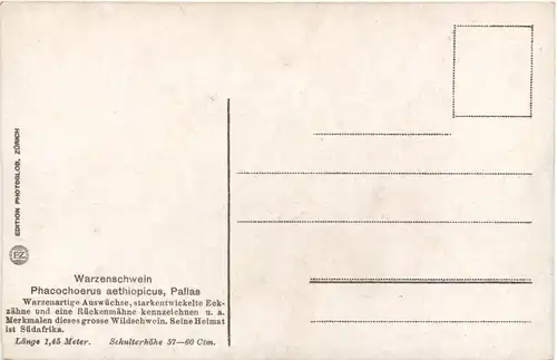 Warzenschwein -662304