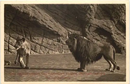 Hamburg-Stellingen - Carl Hagenbecks Tierpark - Löwen -662150