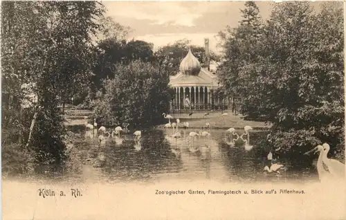 Köln am Rhein - Zoologischer Garten - Flamingoteich -662200