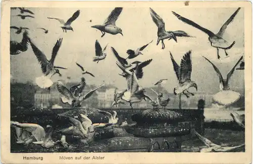 Hamburg - Möven auf der Alster -662118