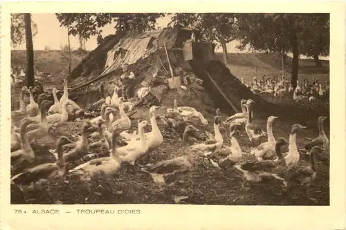 Asace - Troupeau d Oies - Gänse -662190