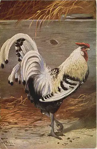 Vogel Hühner -662162