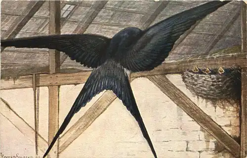 Vogel - Schwalben -662194