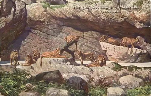 Hamburg-Stellingen - Carl Hagenbecks Tierpark - Löwen -662138