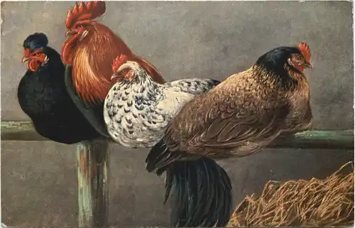 Vogel Hühner -662158