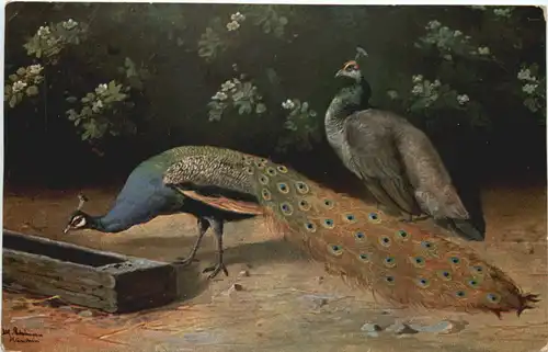 Vogel - Pfau -662240