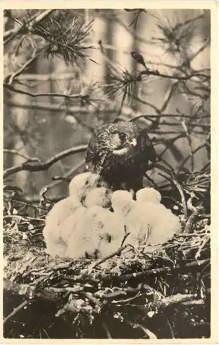 Hoenderloo - Torenvalk -662214