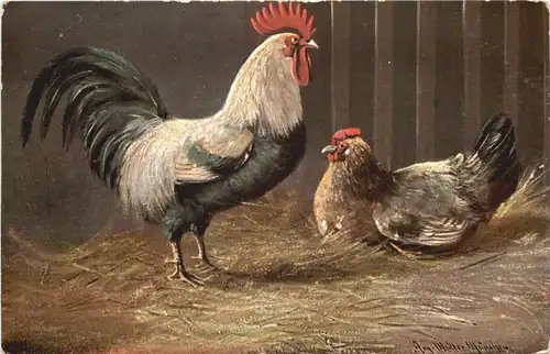 Vogel - Hühner -662178