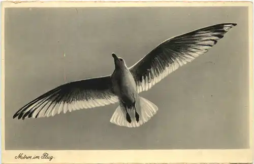 Vogel - Möwe im Flug -662202