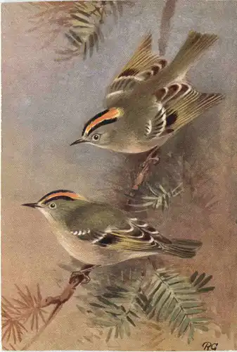 Vogel - Goldcrest -662128