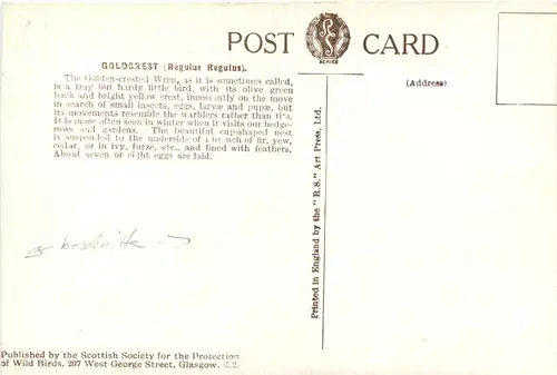 Vogel - Goldcrest -662128