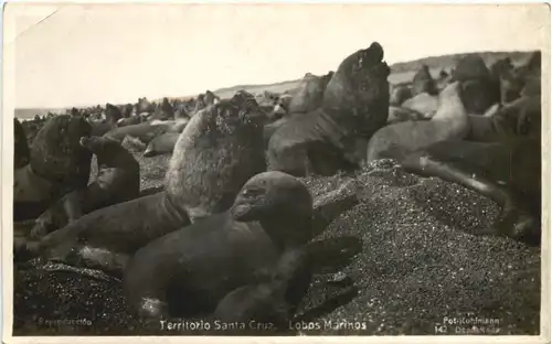 Territorio Santa Cruz . Lobos Marinos -662280