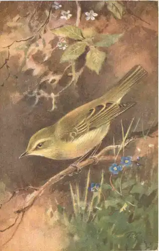 Vogel- Willow Warbler -662222