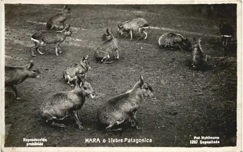 Mara o Liebre Patagonica -662300