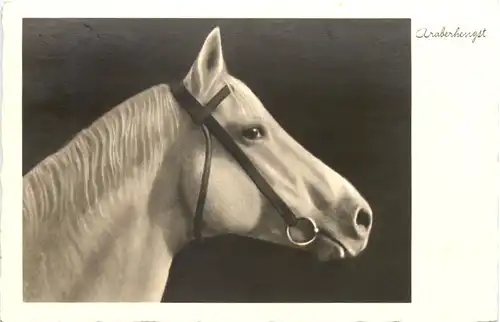 Horse - Araberhengst -662250