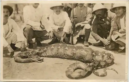 Schlange - Snake -662274