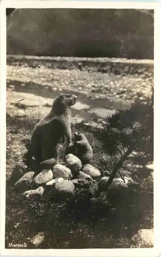 Murmeltier -662242