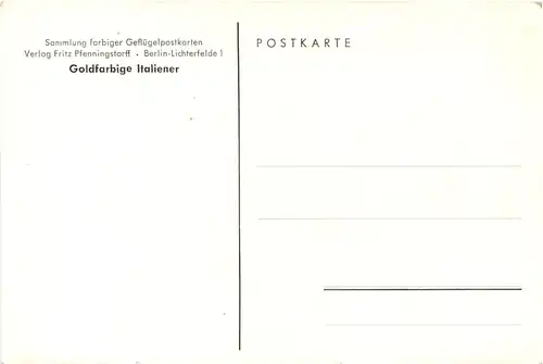 Vogel Hühner Goldfarbige Italiener -662168