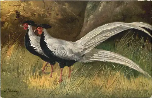 Vogel - Silberfasan -662238