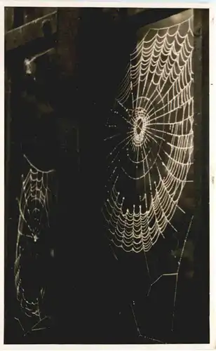 Spinnennetz -662290