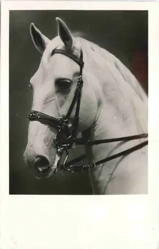 Spanische Reitschule Wien - Pferd -662258
