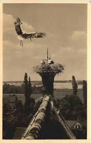 Vogel - Storch -662132