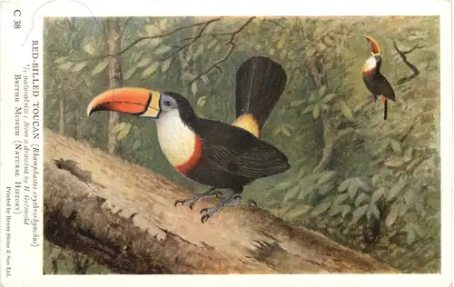 Vogel - Red-billed Toucan -662106