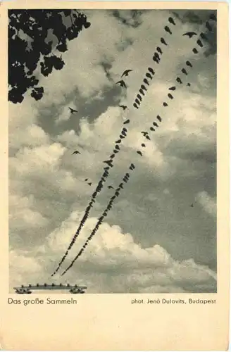 Vogel - Das grosse Sammeln -662126