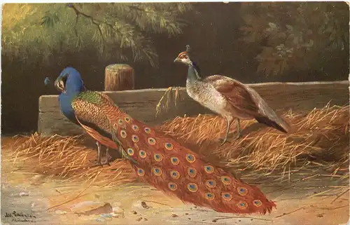 Vogel - Pfau -662192