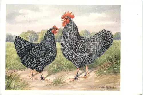 Vogel Hühner Blausperber -662166