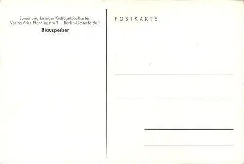 Vogel Hühner Blausperber -662166