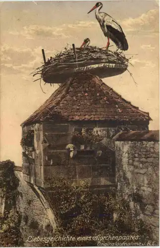 Liebesgeschichte eines Storchenpaares -662116