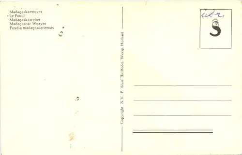 Vogel - Madagaskarwever -662232